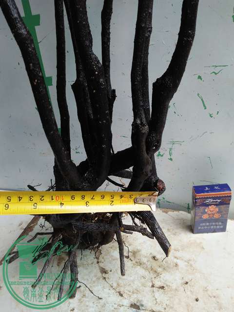 IMG20170310100016.jpg