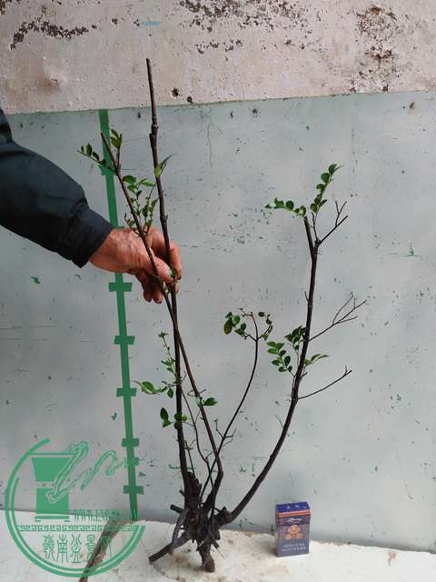 IMG20170310100419.jpg
