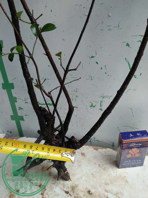 IMG20170310100423.jpg
