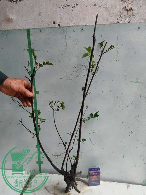 IMG20170310100431.jpg