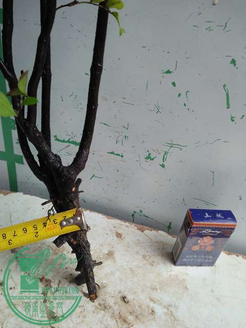 IMG20170310100705.jpg