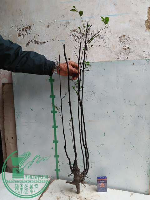 IMG20170310100740.jpg
