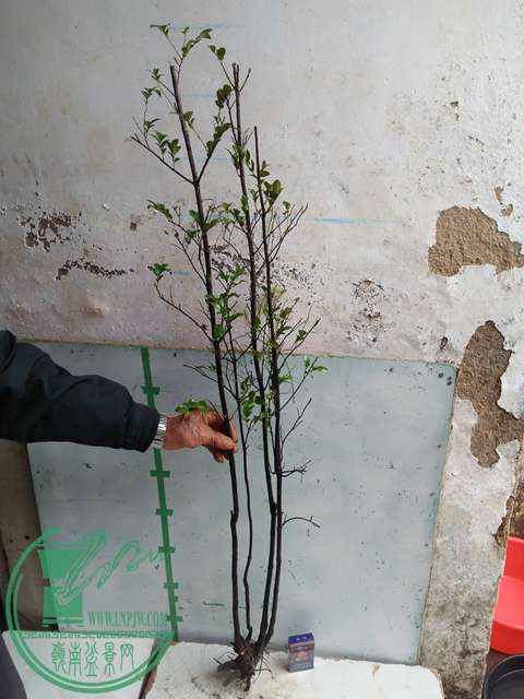 IMG20170310100846.jpg
