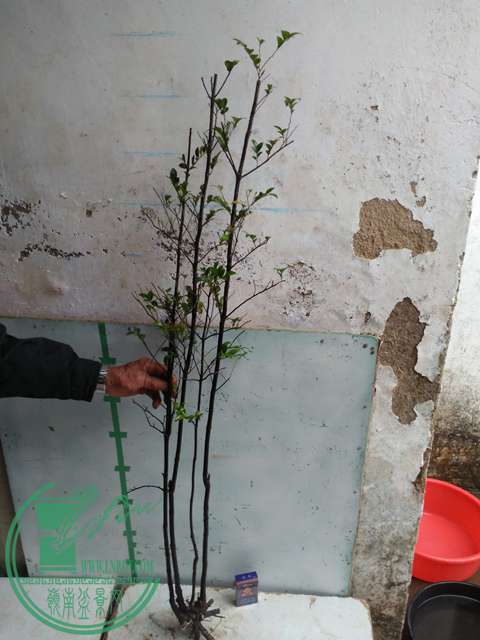 IMG20170310100858.jpg