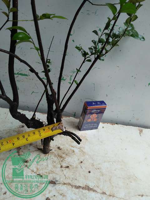 IMG20170310100916.jpg