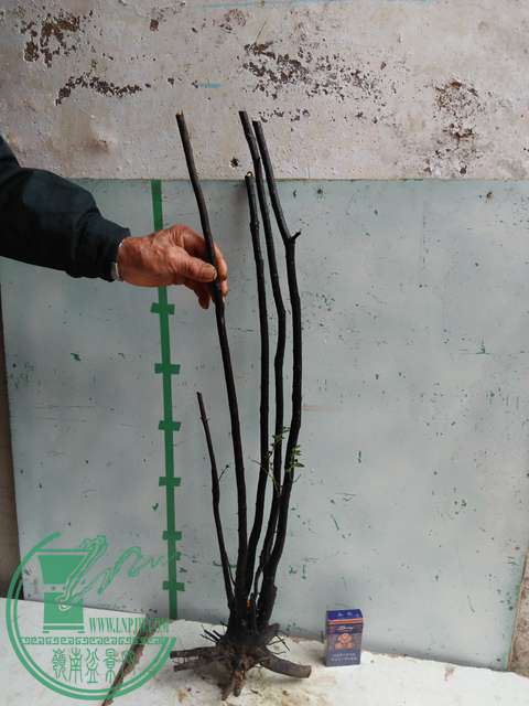 IMG20170310101013.jpg