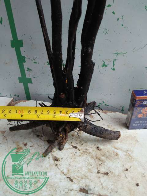 IMG20170310101021.jpg