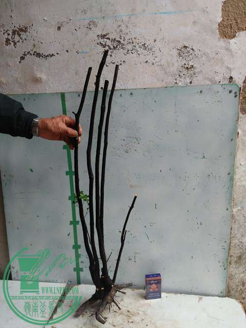 IMG20170310101035.jpg