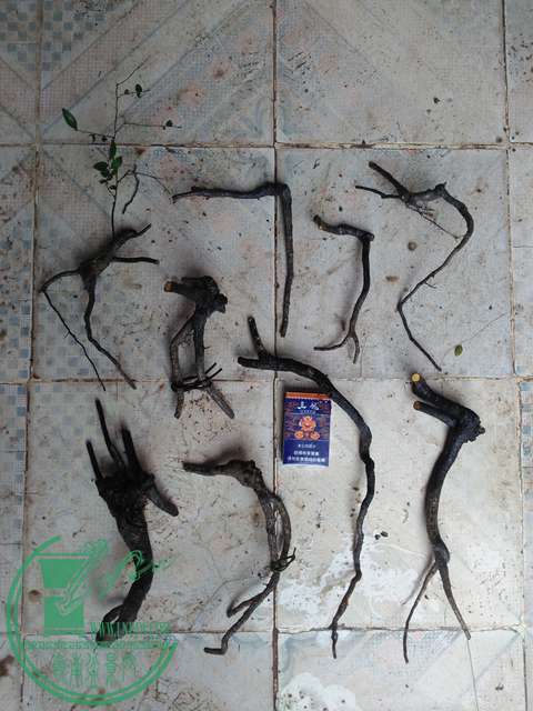 IMG20170311120411.jpg