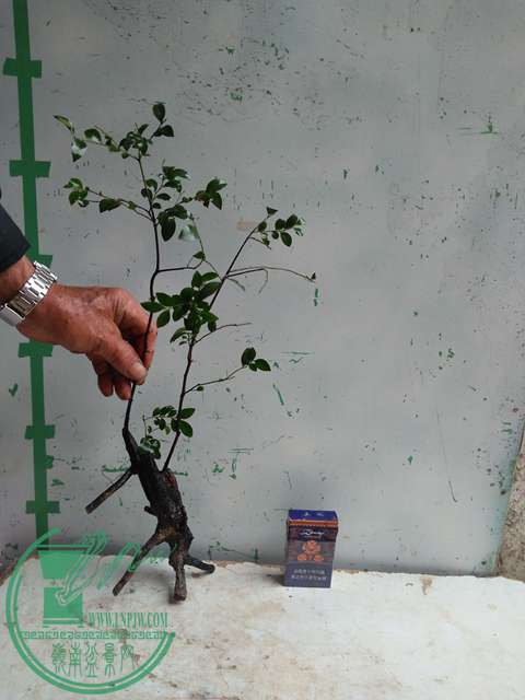 IMG20170311120849.jpg