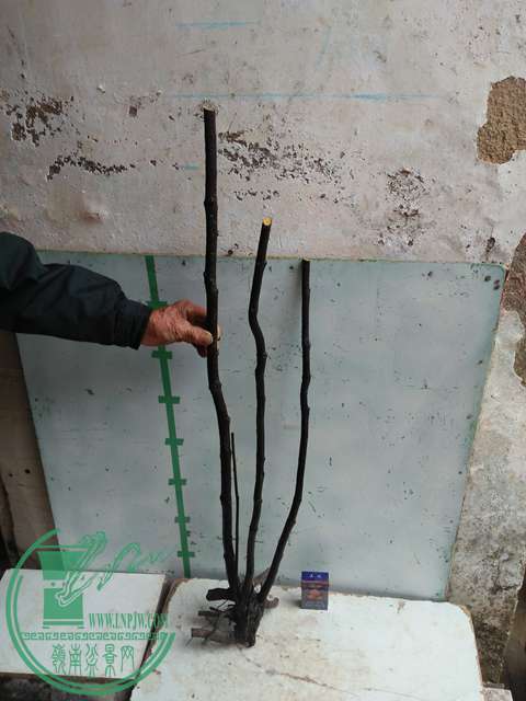 IMG20170311121016.jpg