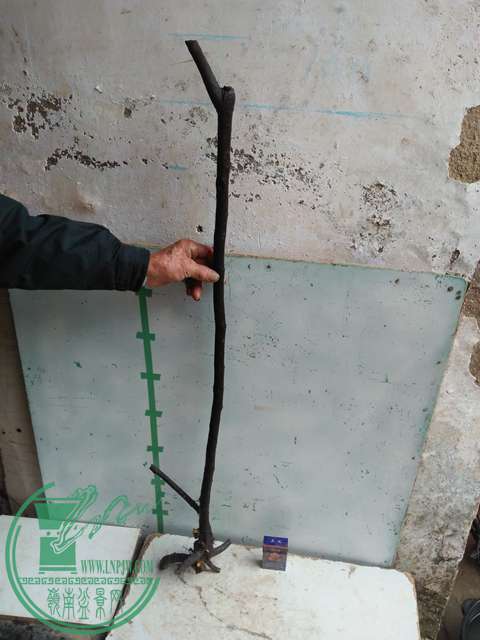 IMG20170311121054.jpg