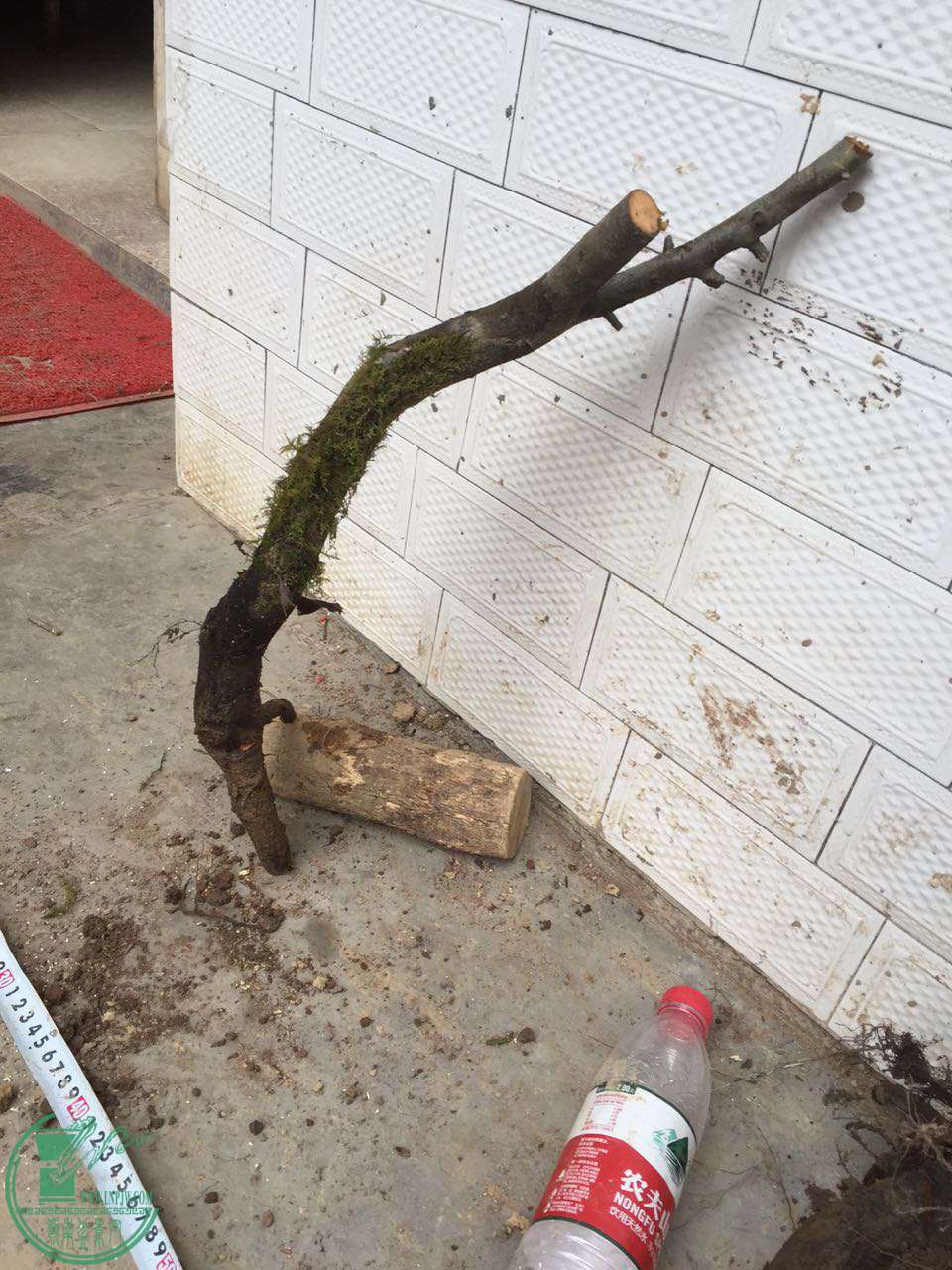 17.jpg