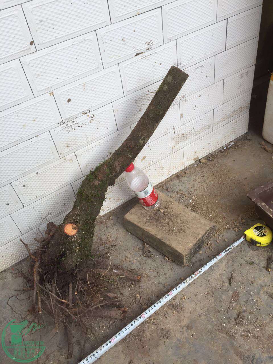 49.jpg
