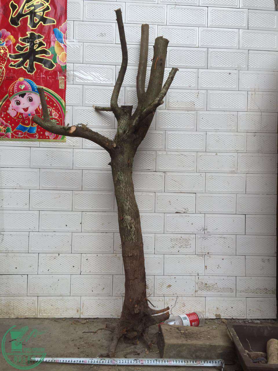 54.jpg