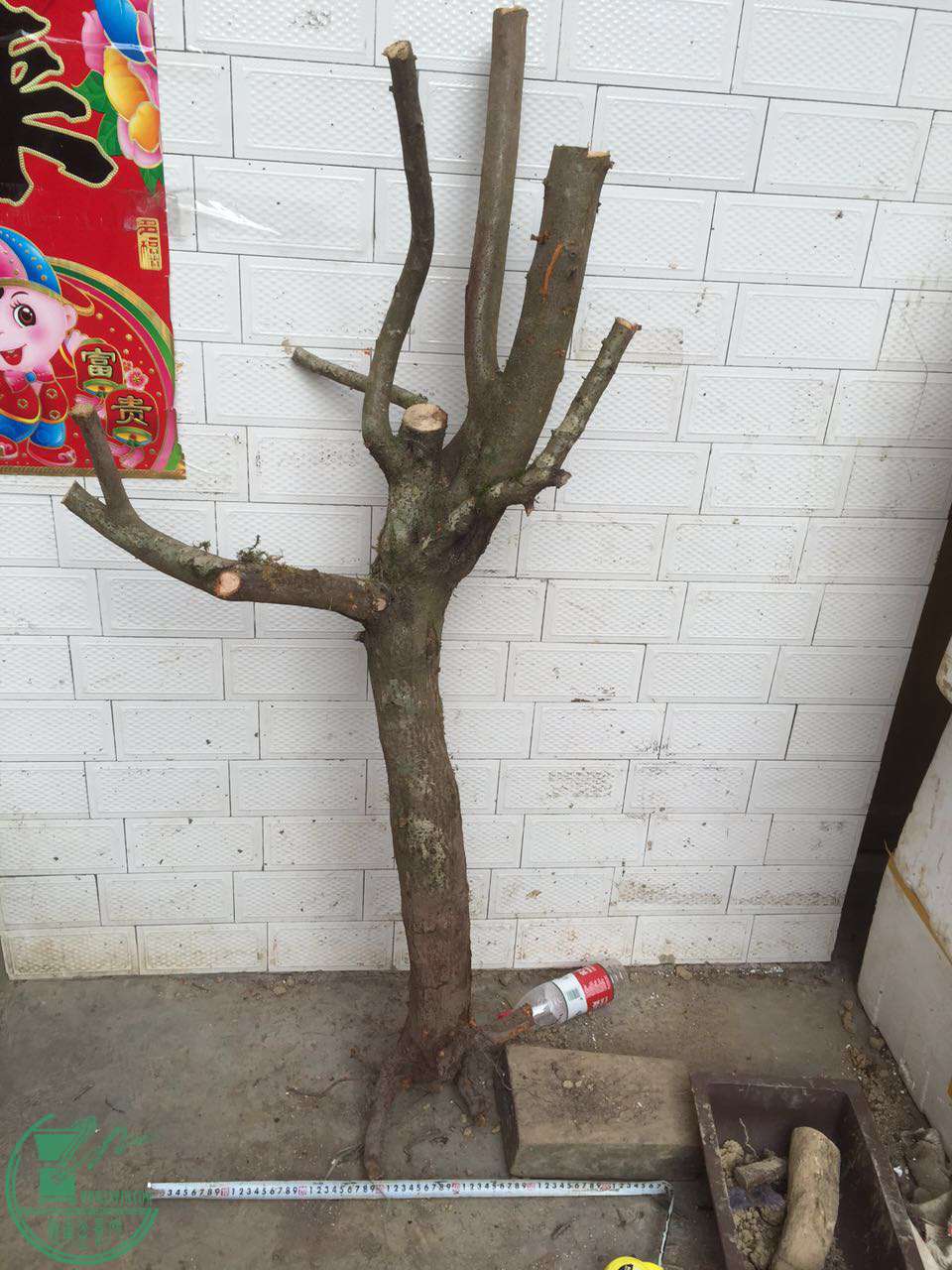 55.jpg