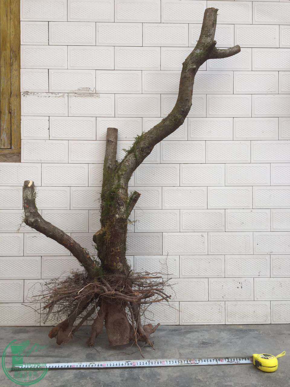 65.jpg