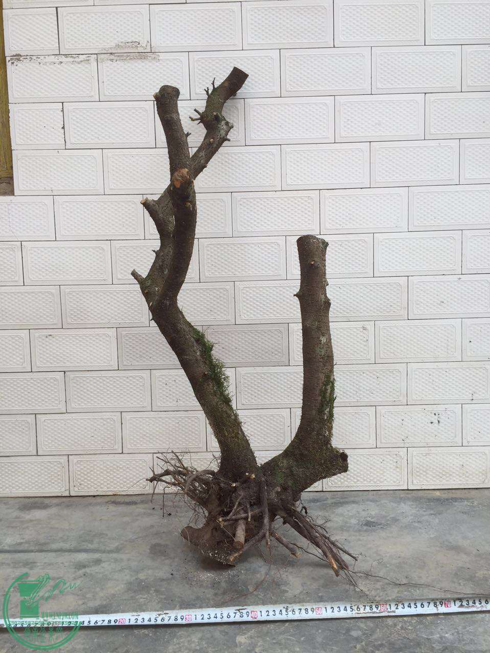 70.jpg