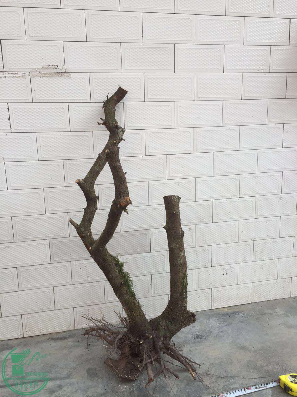 74.jpg