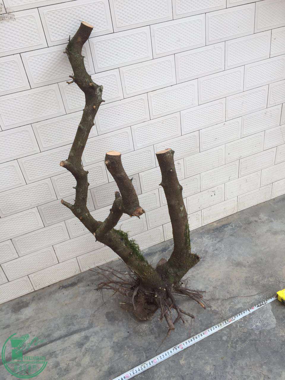 73.jpg