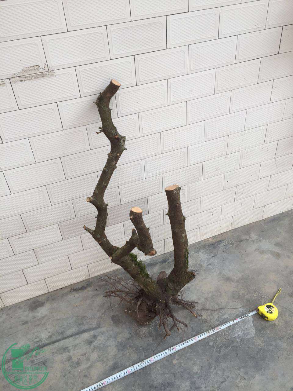 75.jpg