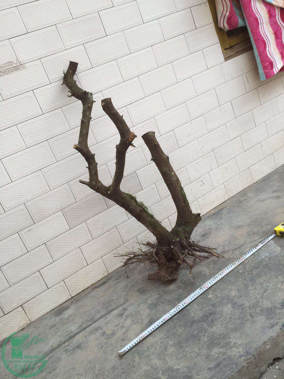 76.jpg