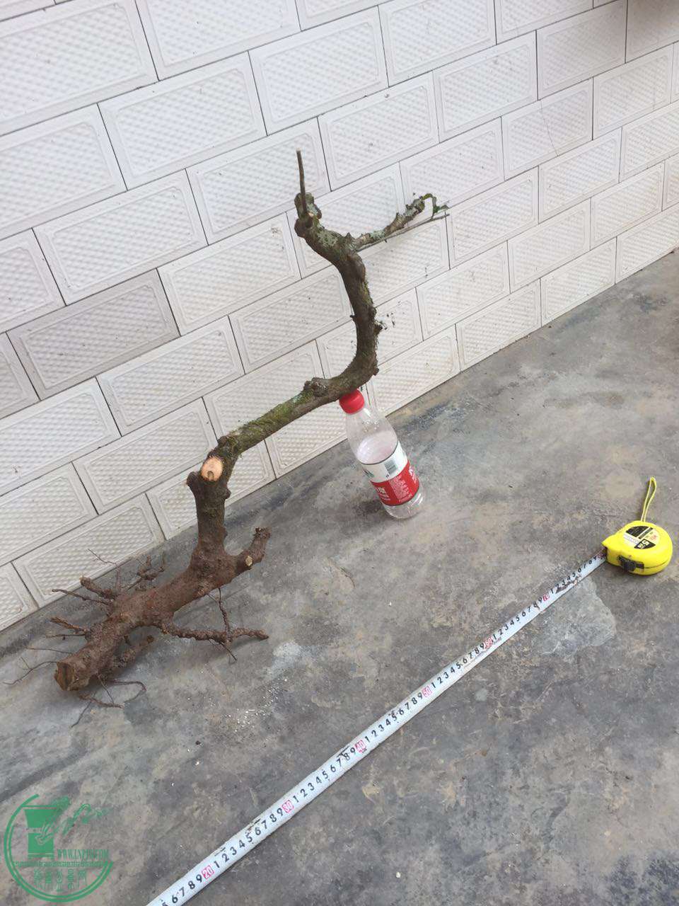 83.jpg