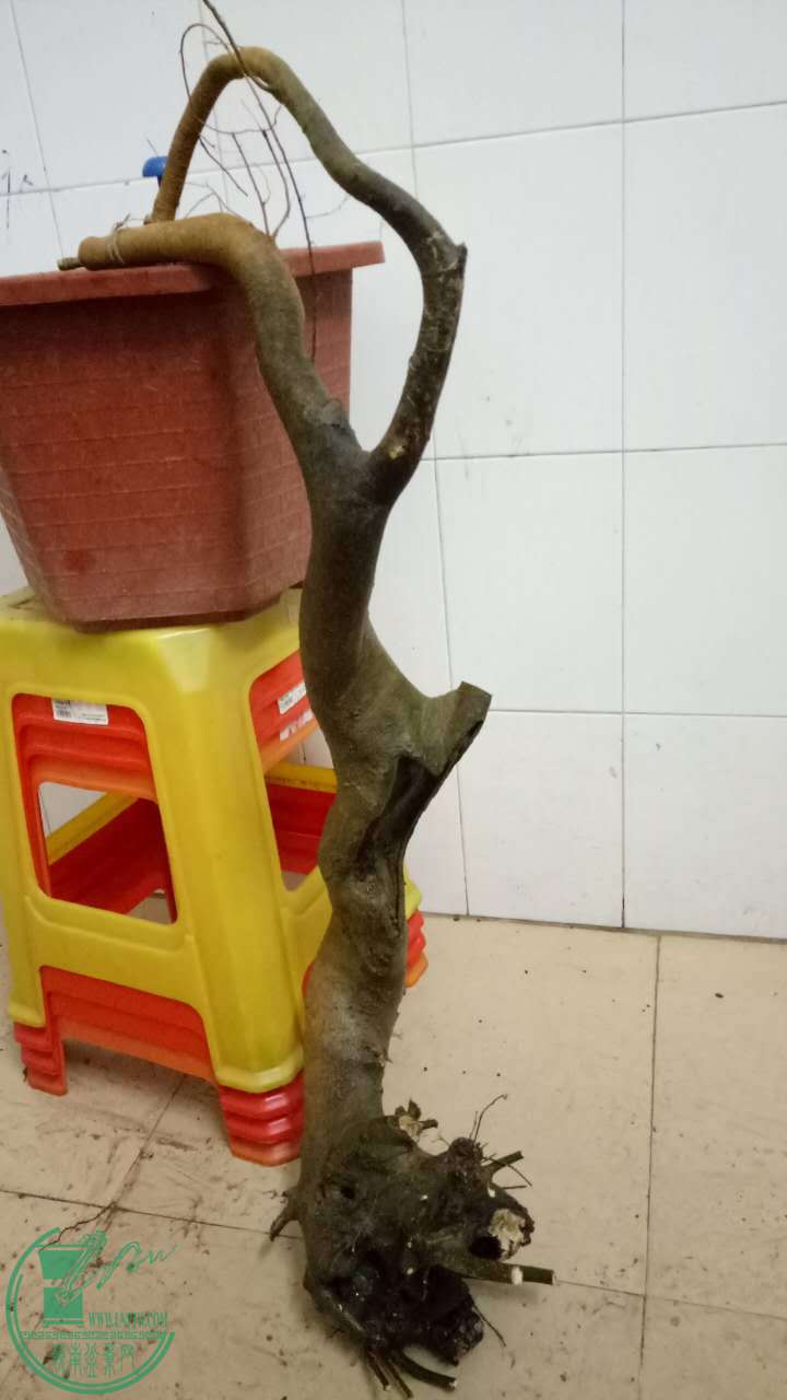 88287972466865777.jpg