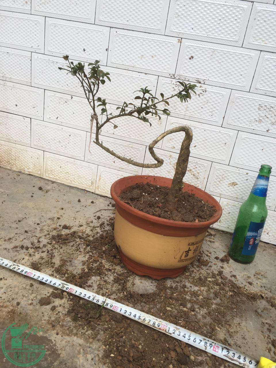 18.jpg