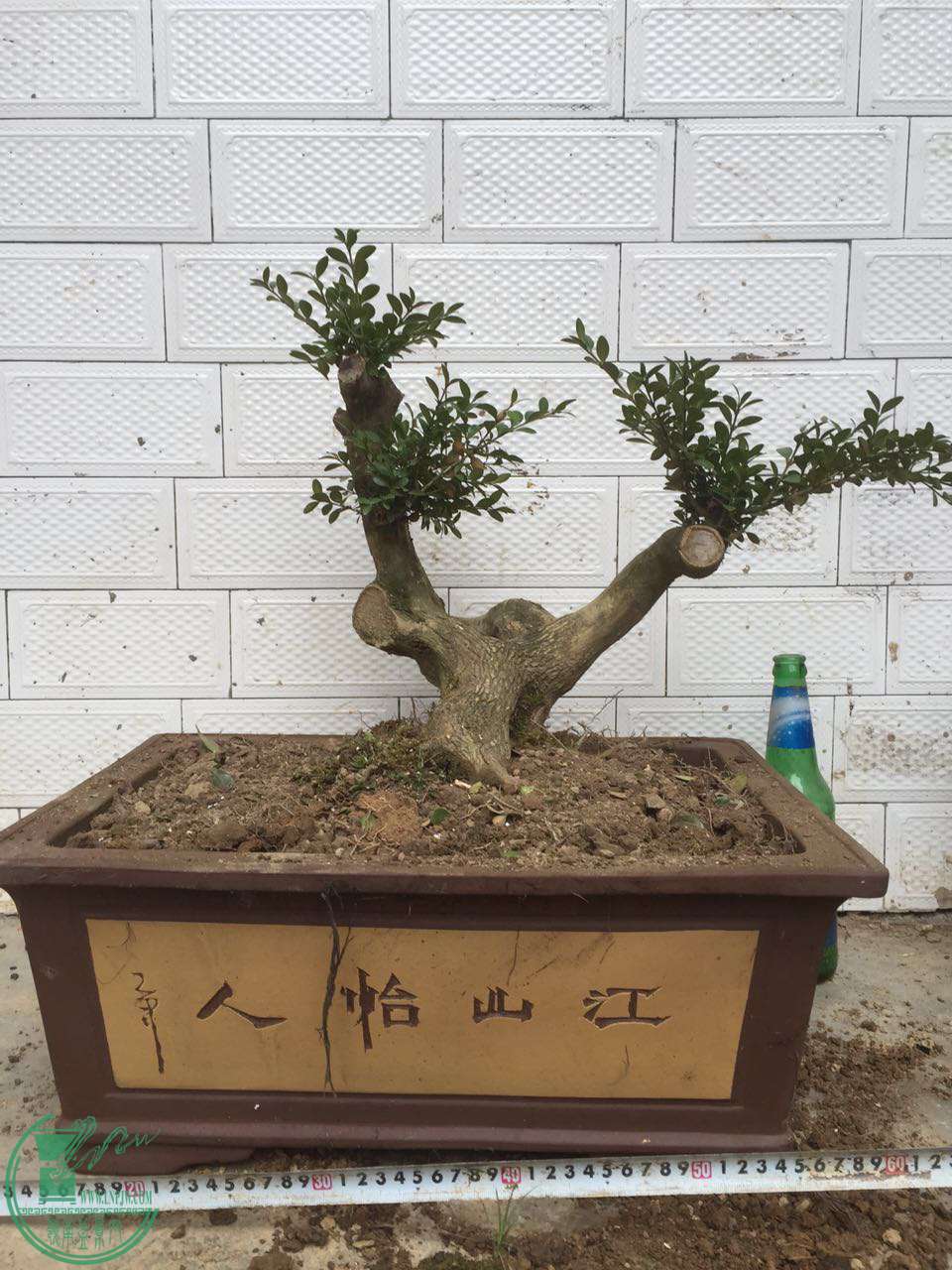 26.jpg