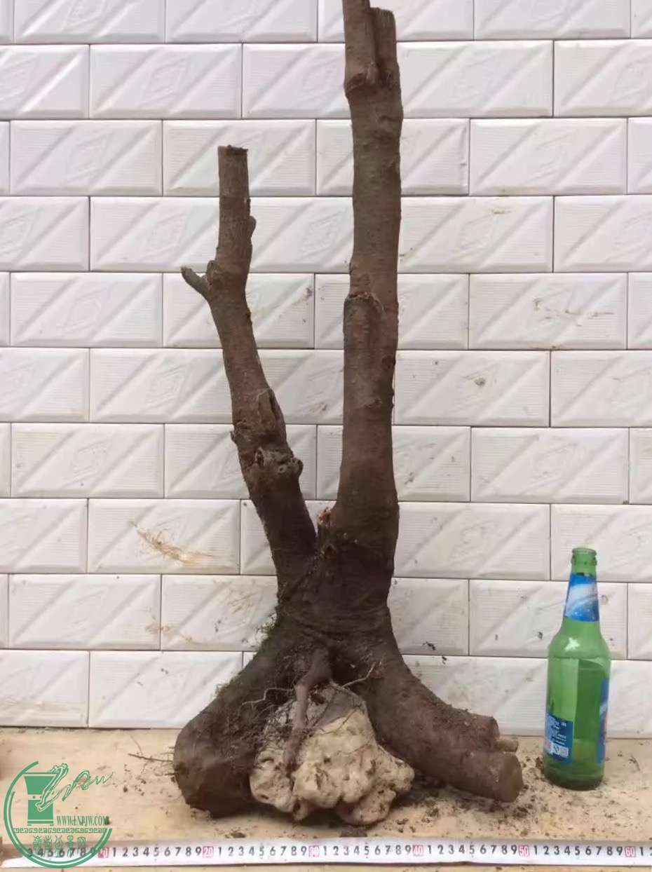 image.jpeg