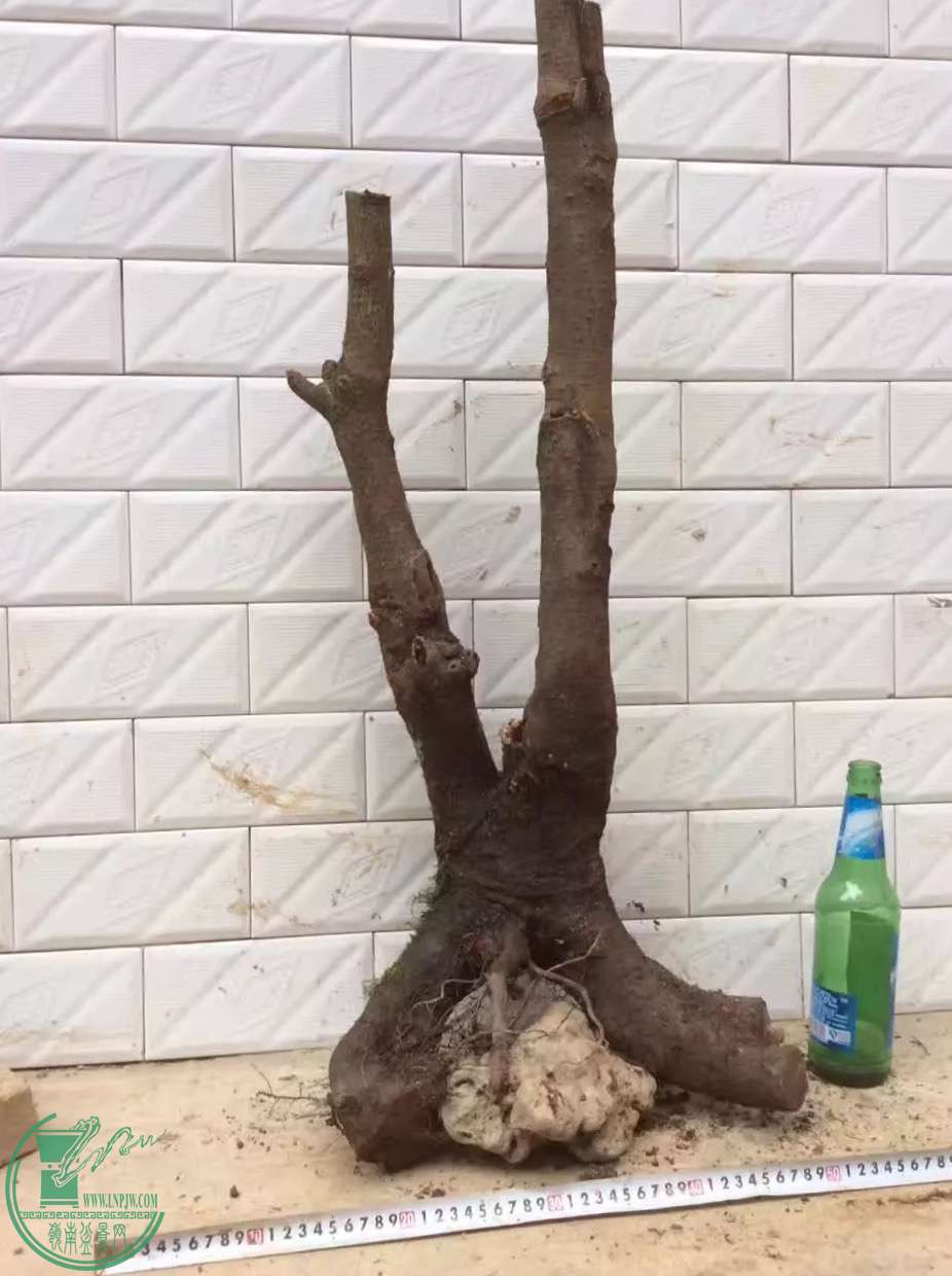 image.jpeg