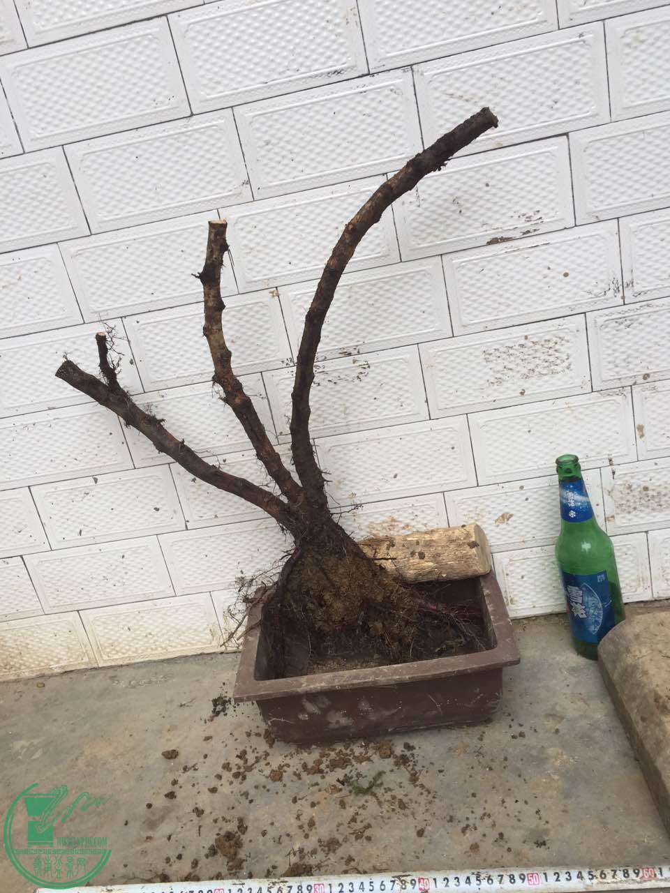 43.jpg