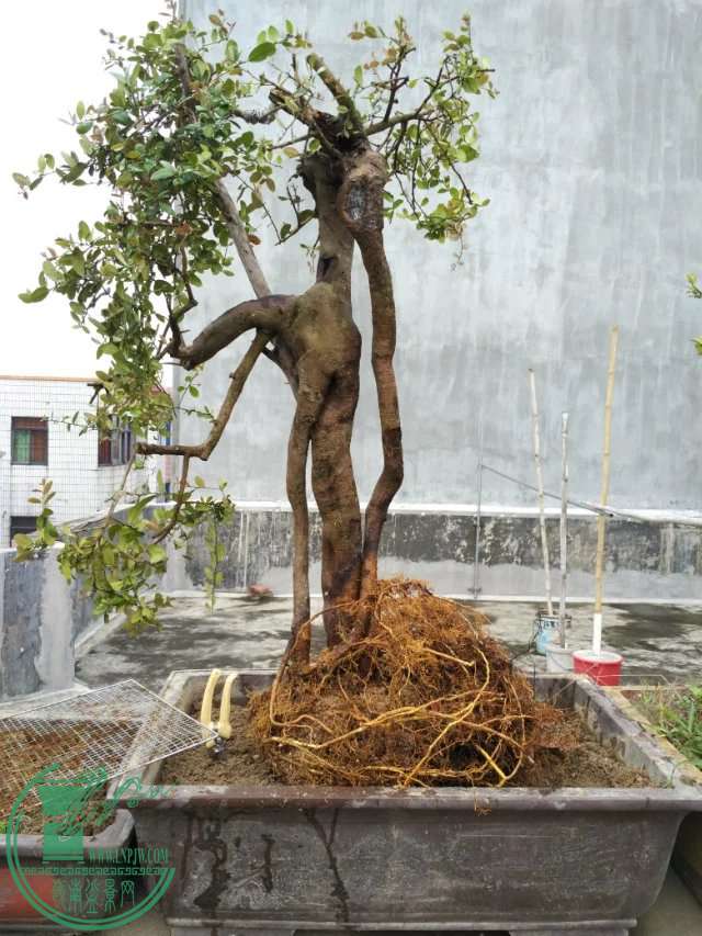 psb (18).jpg