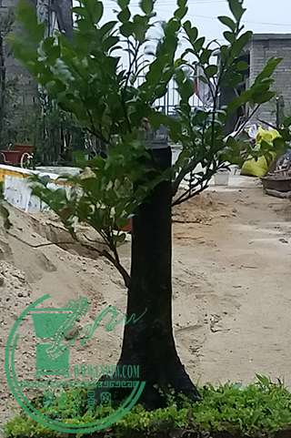 20170314_181743_mh1489488913848.jpg