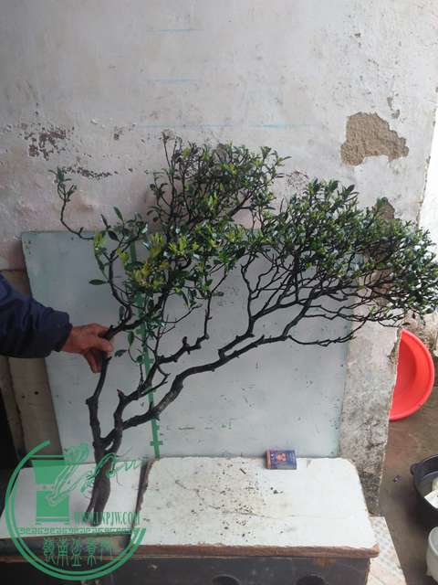IMG20170314130855.jpg