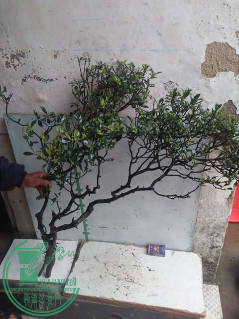 IMG20170314130917.jpg