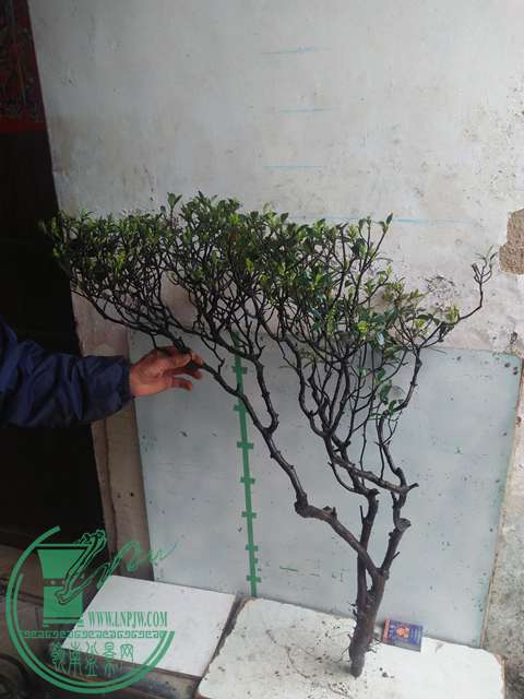 IMG20170314130939.jpg