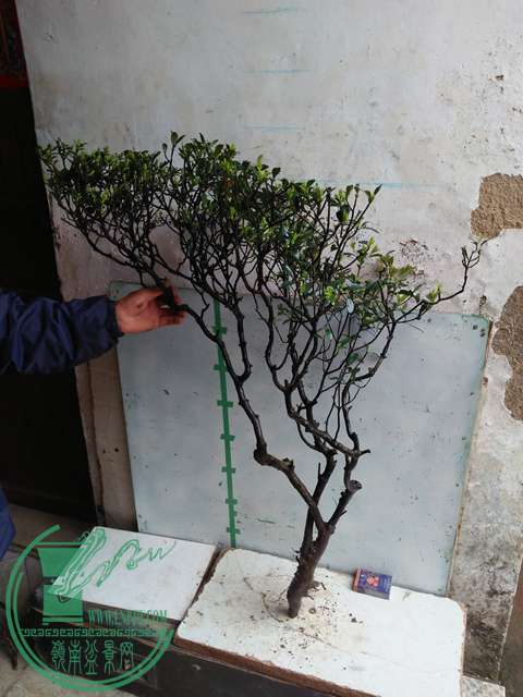 IMG20170314131033.jpg