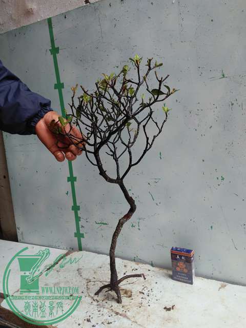 IMG20170314131307.jpg