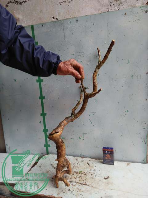 IMG20170314132046.jpg