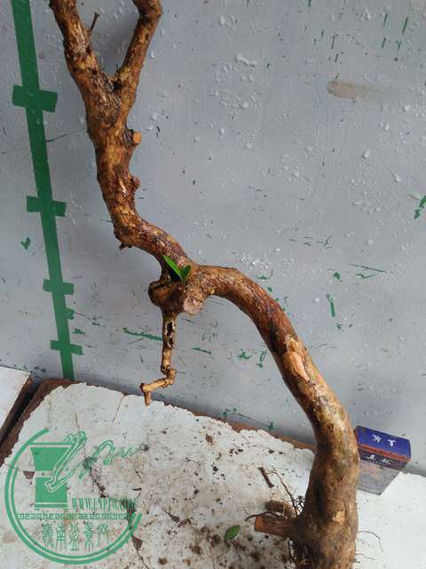 IMG20170314132219.jpg