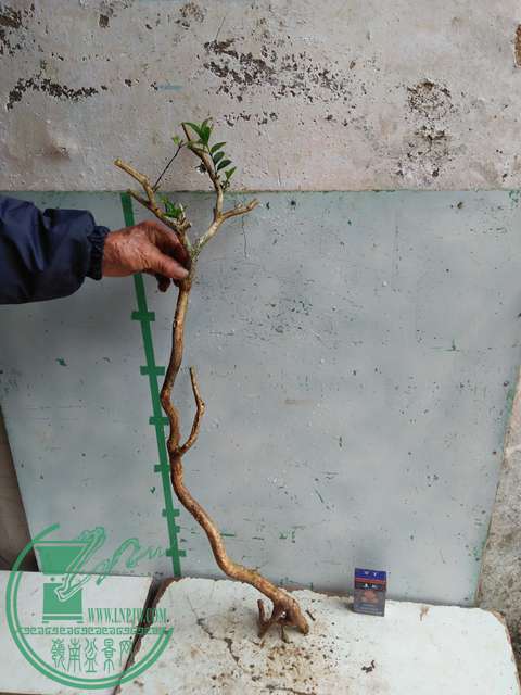 IMG20170314132511.jpg