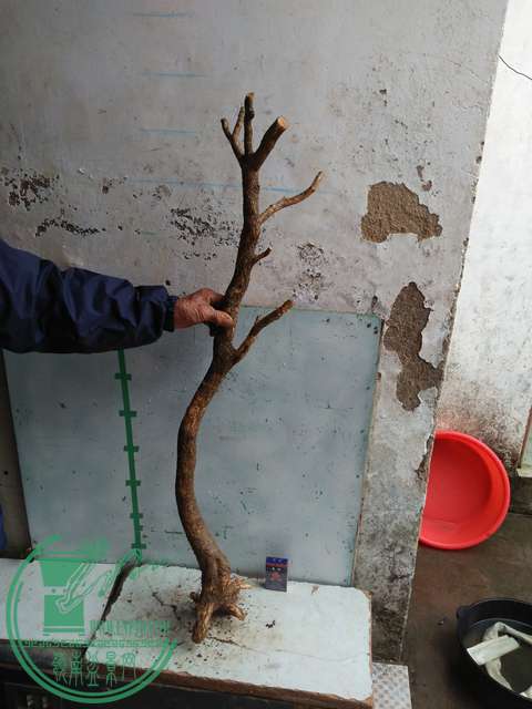 IMG20170314132625.jpg