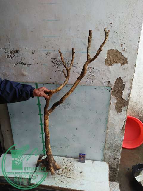 IMG20170314132714.jpg