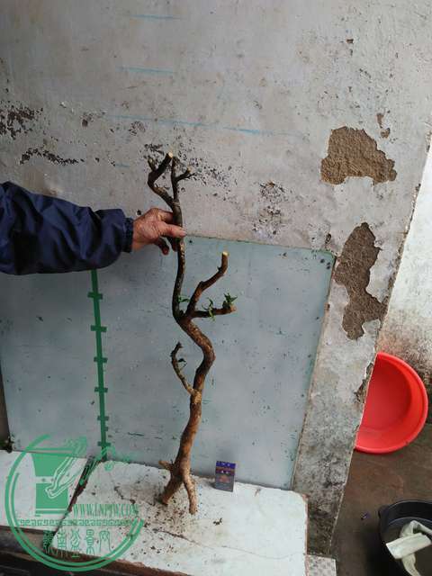 IMG20170314132733.jpg