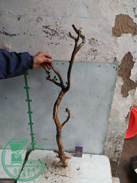 IMG20170314132753.jpg