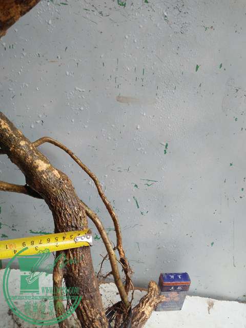 IMG20170314132905.jpg
