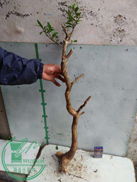 IMG20170314133037.jpg