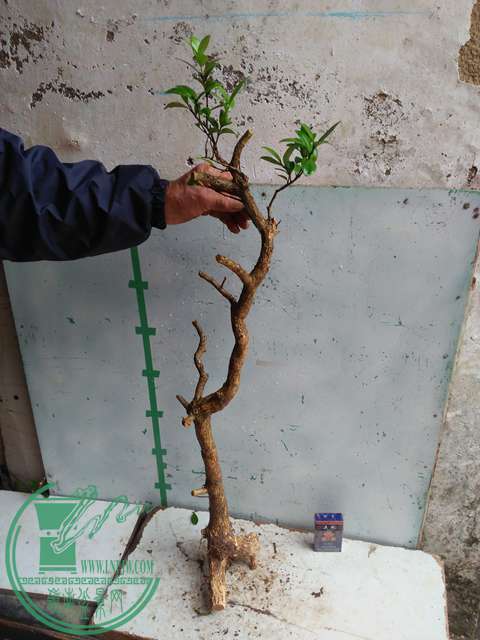 IMG20170314133054.jpg